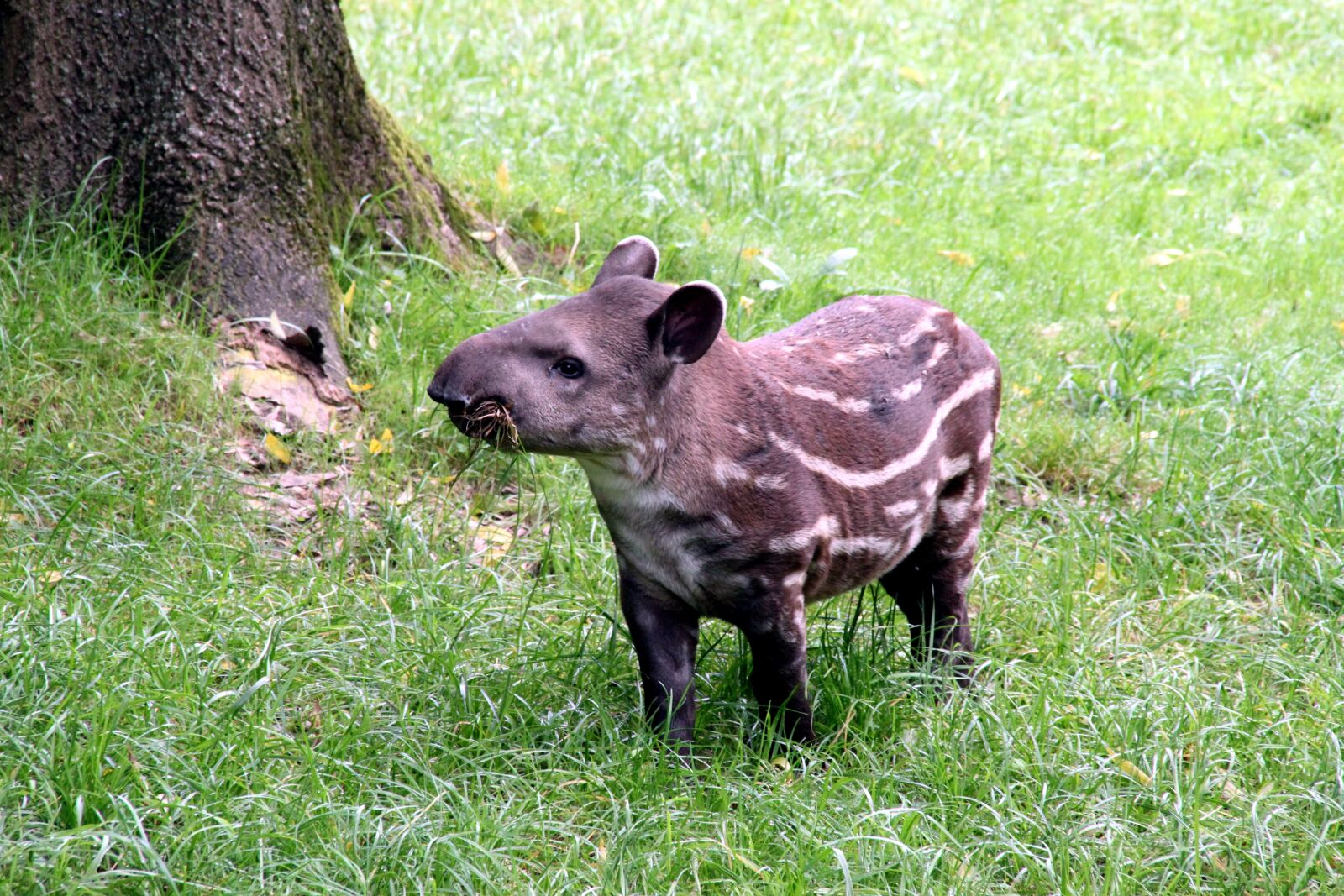 Canon EOS 500D (EOS Rebel T1i / EOS Kiss X3) sample photo. Tapir, herbivore, zoo photography