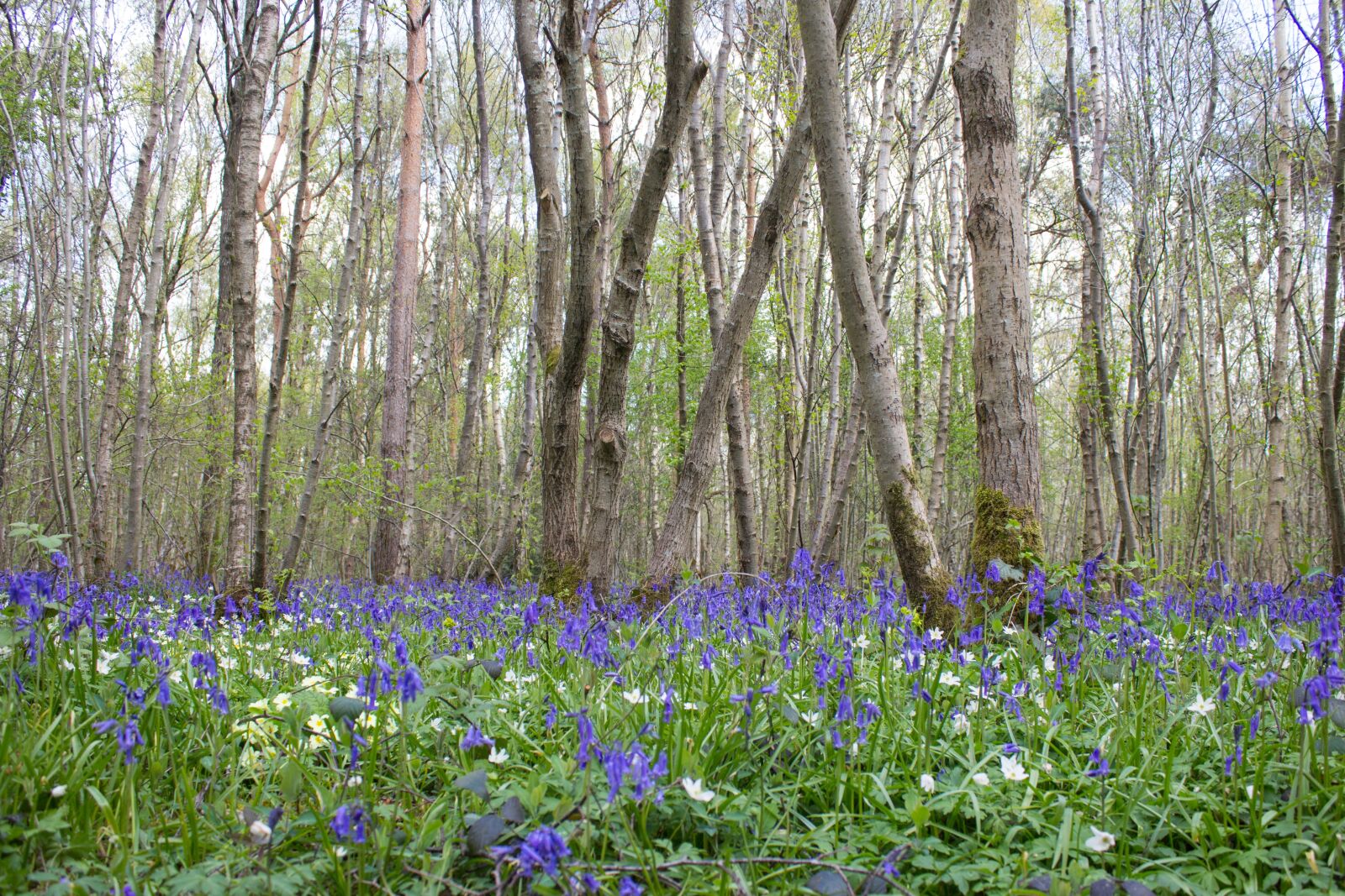 Canon EOS 600D (Rebel EOS T3i / EOS Kiss X5) sample photo. Bluebells, woods, english photography