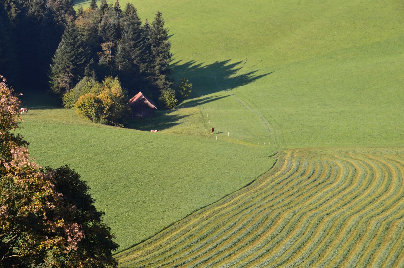 Nikon D7000 sample photo. Napf region, hay, meadow photography