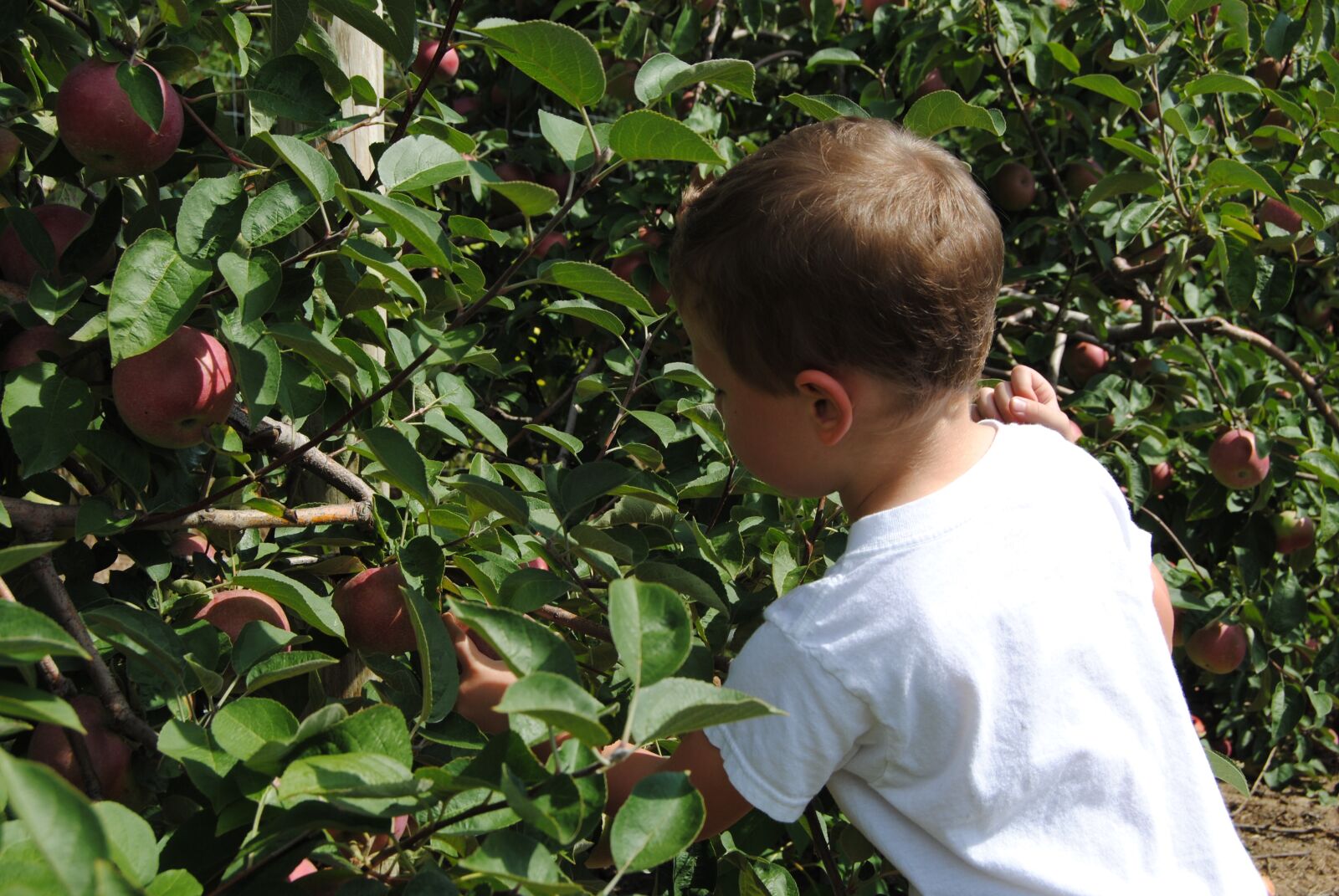 Nikon D3000 sample photo. Apple, apple, picking, apple photography