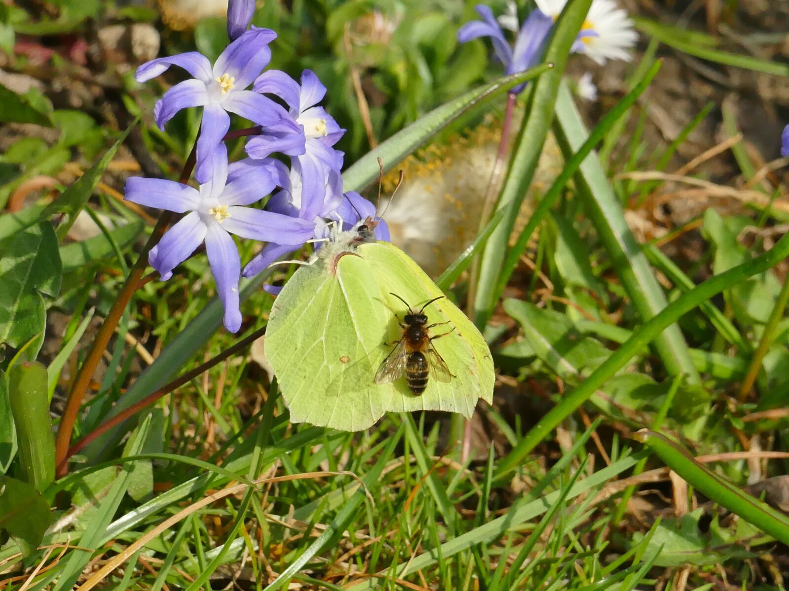Panasonic Lumix DMC-FZ1000 sample photo. Spring, butterfly, gonepteryx rhamni photography