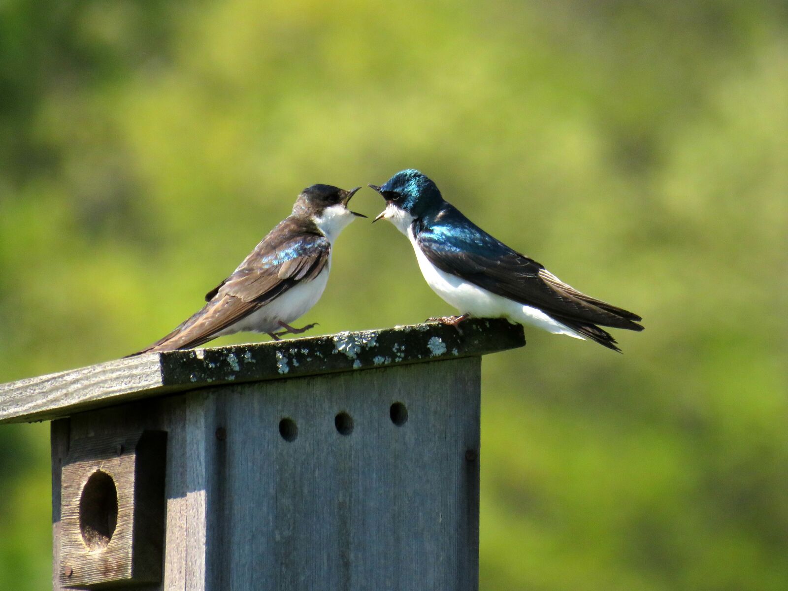 Canon PowerShot SX60 HS sample photo. Bird, swallow, animal photography