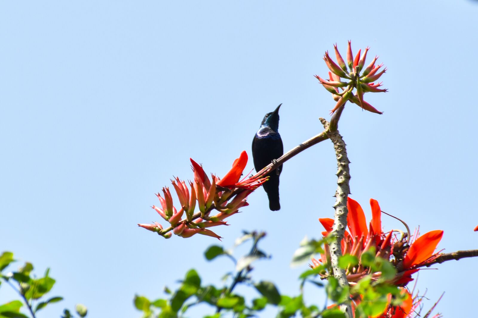 Nikon D3500 sample photo. Sunbird, flower, bird photography