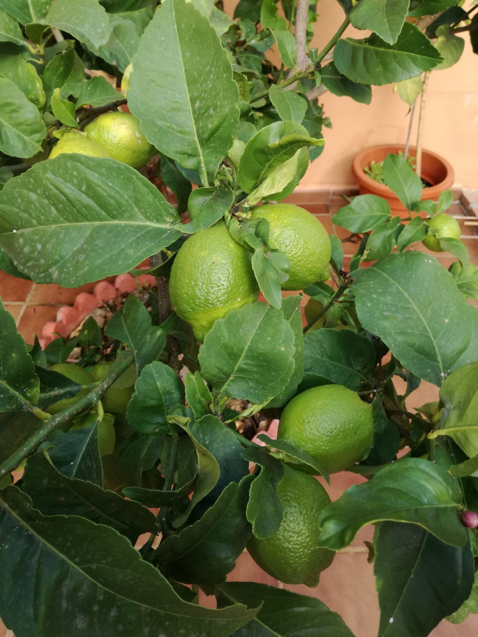 HUAWEI P9 LITE sample photo. Tree, lemon, fruit photography