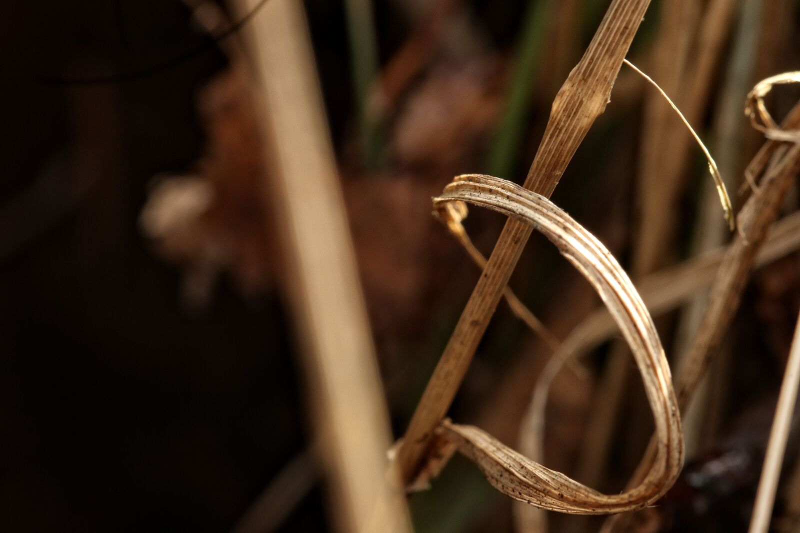 Canon EOS 7D Mark II sample photo. Straw, nature, plant photography
