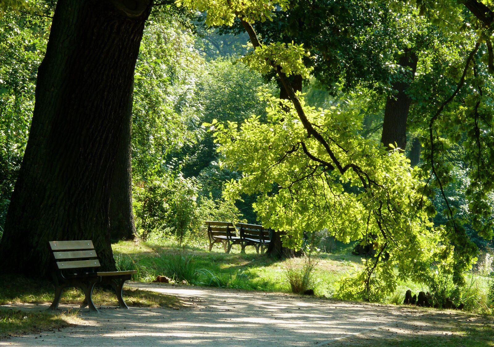 Panasonic DMC-TZ7 sample photo. Summer, late summer, trees photography