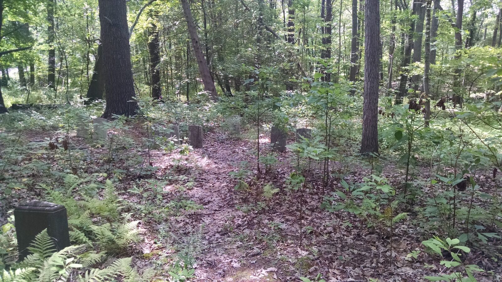 Motorola Moto X (1st Gen) sample photo. Forest, grave, stones, woods photography