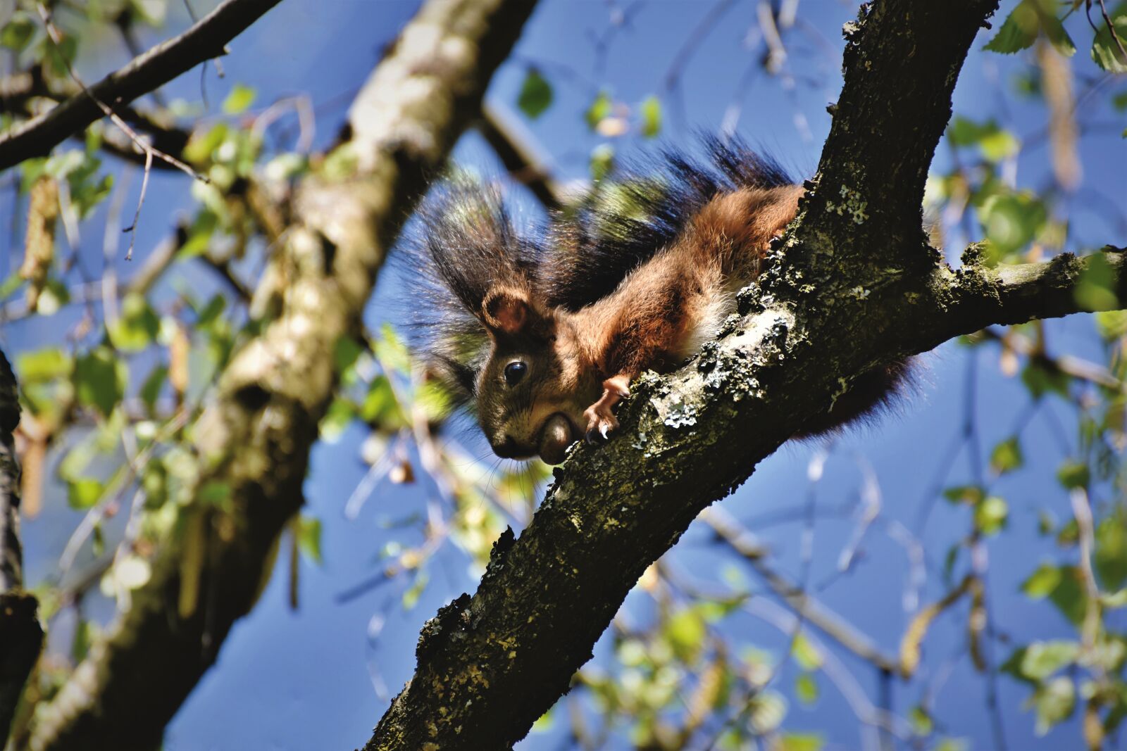 Nikon D7200 sample photo. Squirrel, verifiable kitten, rodent photography