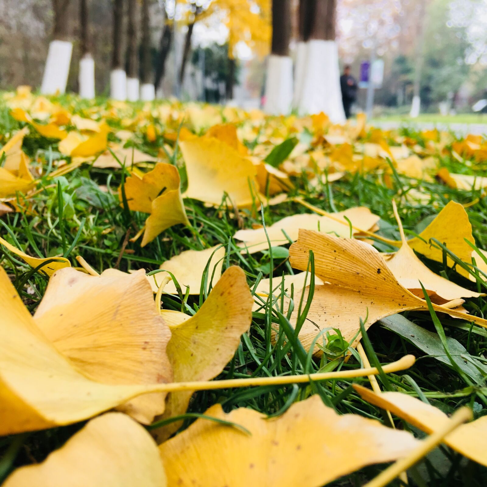 Apple iPhone 6s Plus sample photo. Leaf, nature, autumn photography