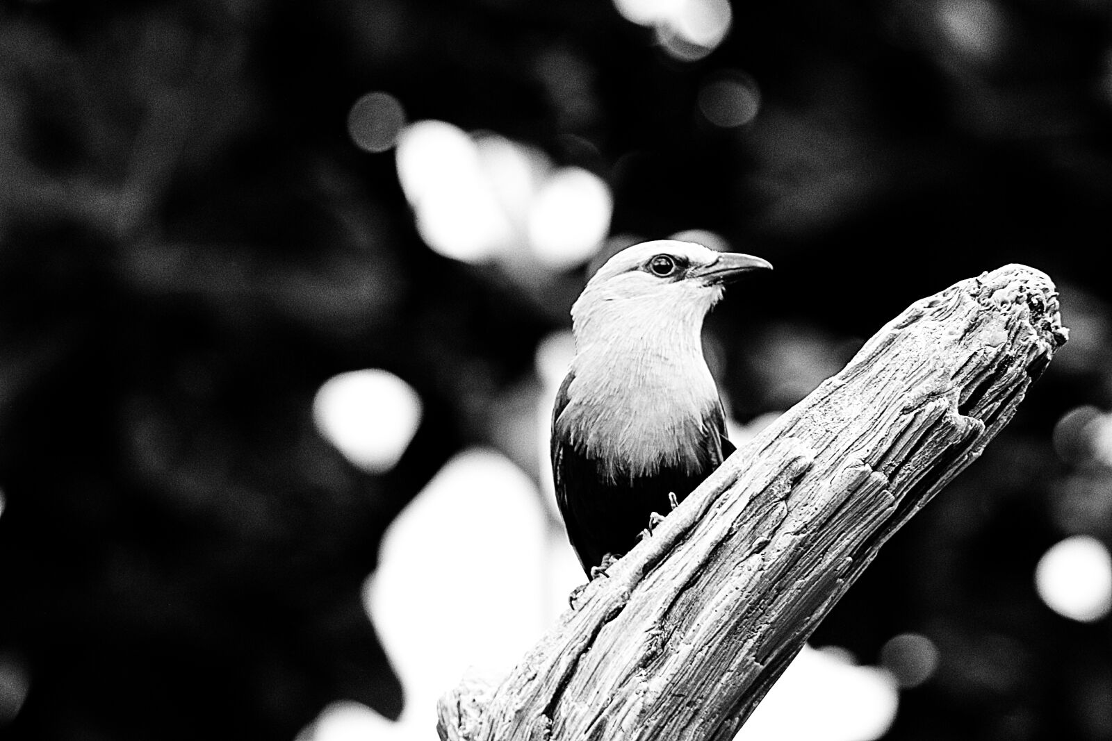 Canon EOS 70D sample photo. Animals, birds, black, and photography