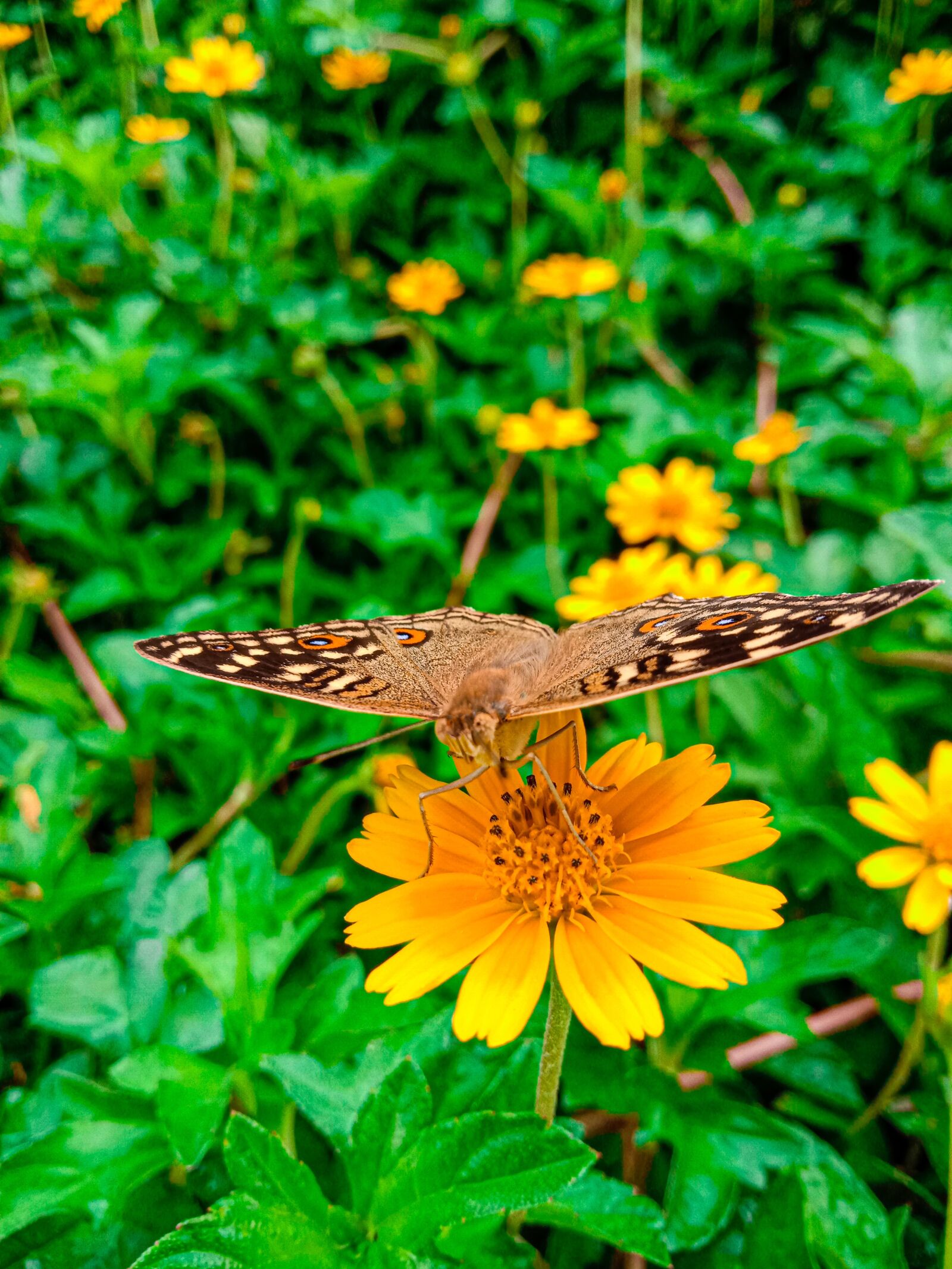 vivo 1901 sample photo. Beautiful, butterfly, flowers photography