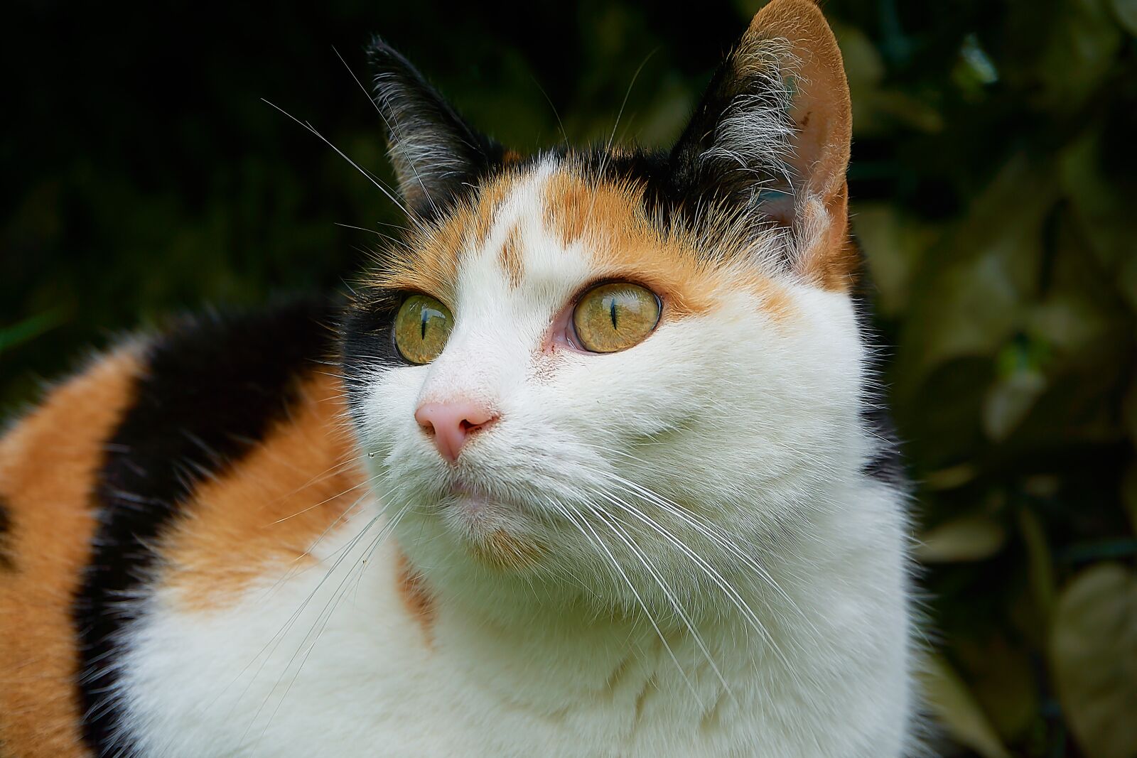 Sony a6000 sample photo. Cat, lucky cat, close photography