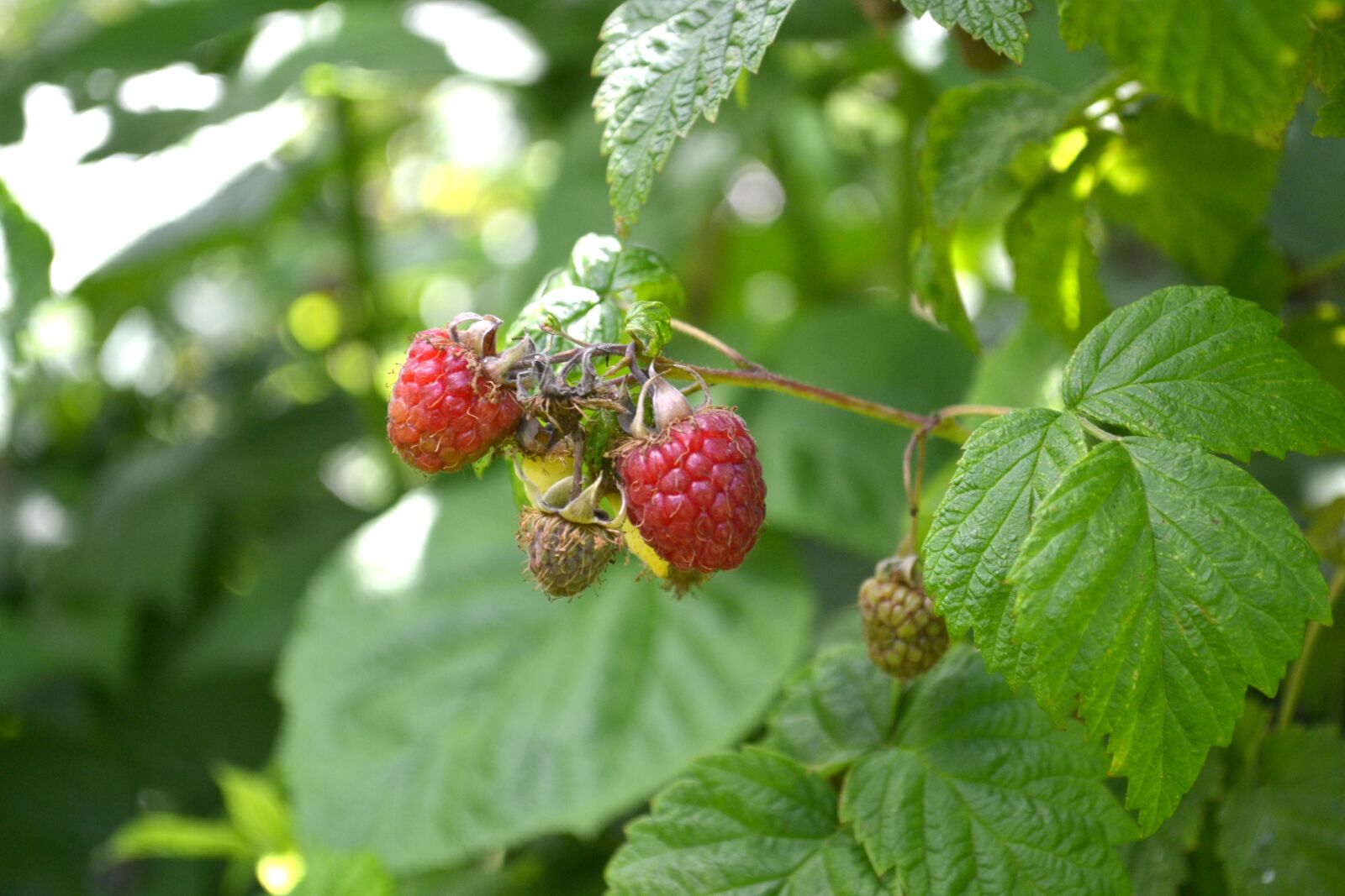 Nikon D3100 sample photo. Raspberry, red, raspberries photography