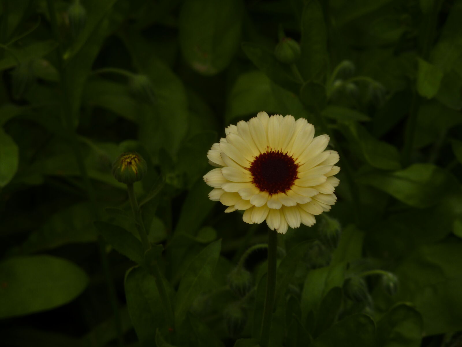 Panasonic Lumix DMC-ZS7 (Lumix DMC-TZ10) sample photo