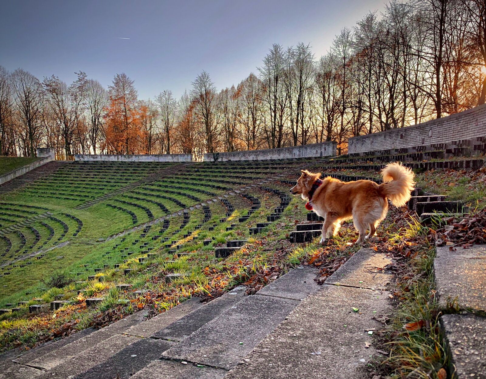 Apple iPhone XR sample photo. Dog, doggy, animal photography