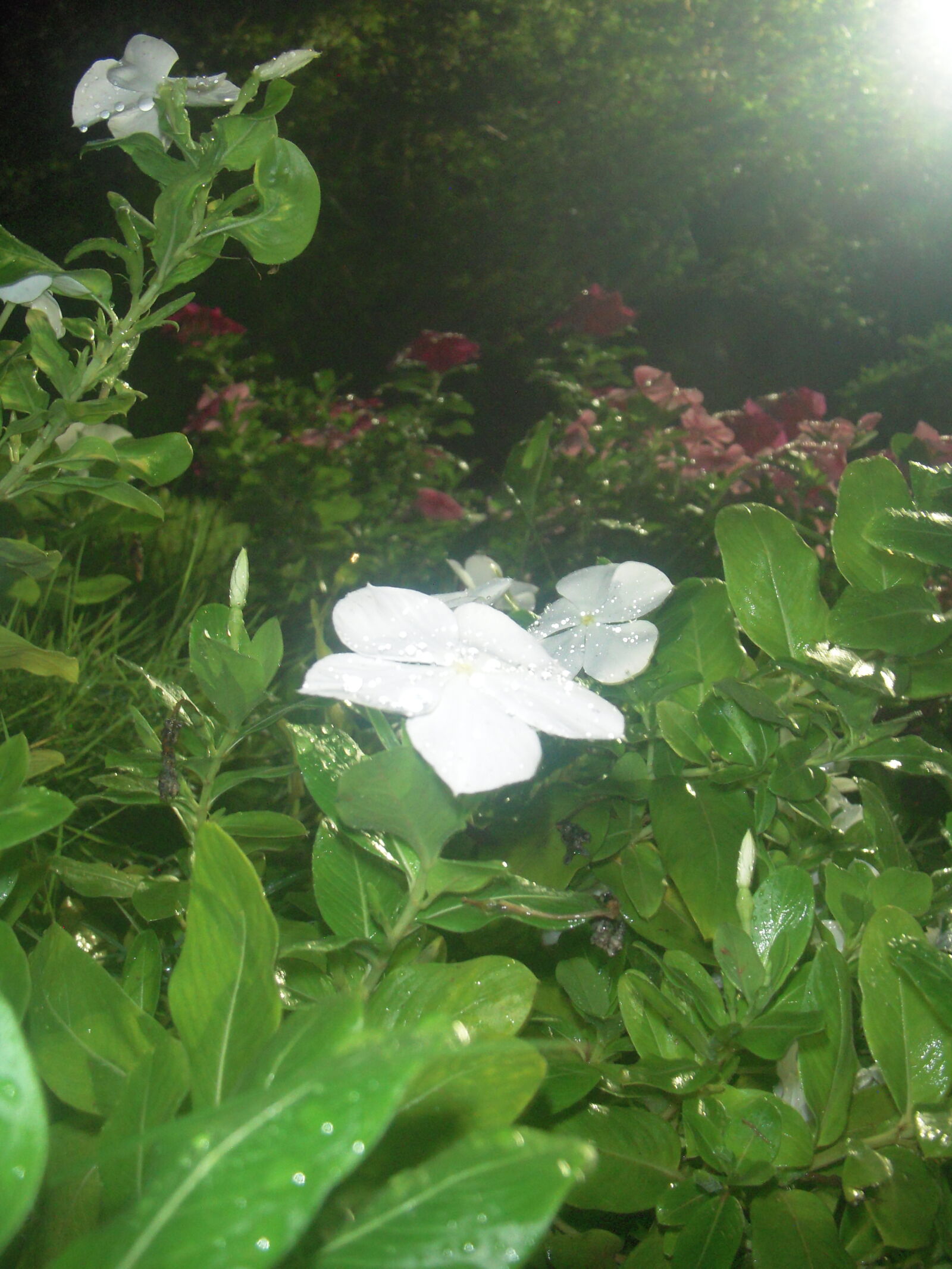 Nikon Coolpix S52 sample photo
