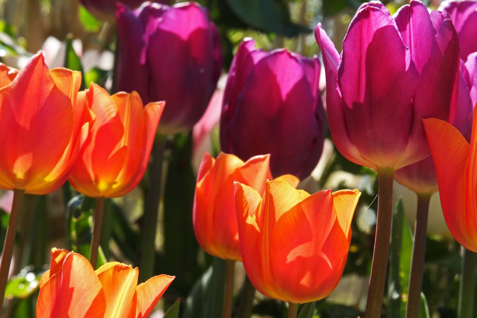 Canon EF-S 55-250mm F4-5.6 IS STM sample photo. Tulips, early bloomer, spring photography