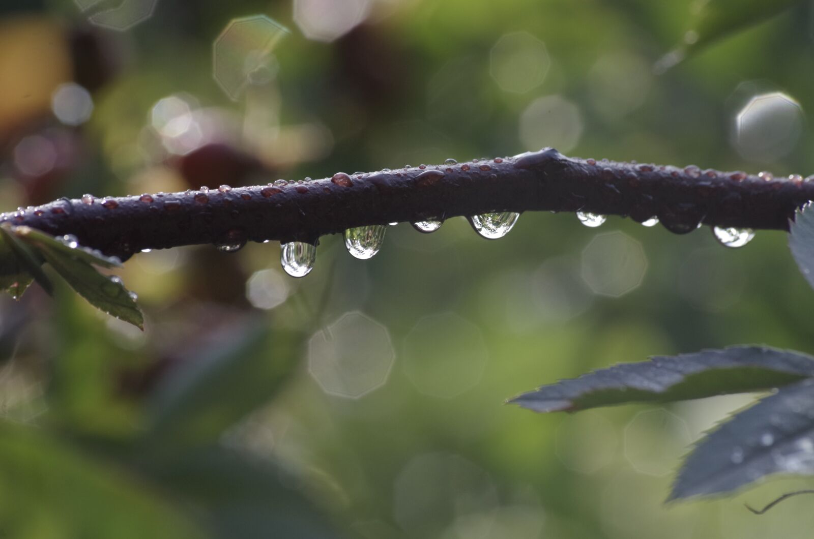 Pentax K-30 sample photo. Branch, drip, nature photography
