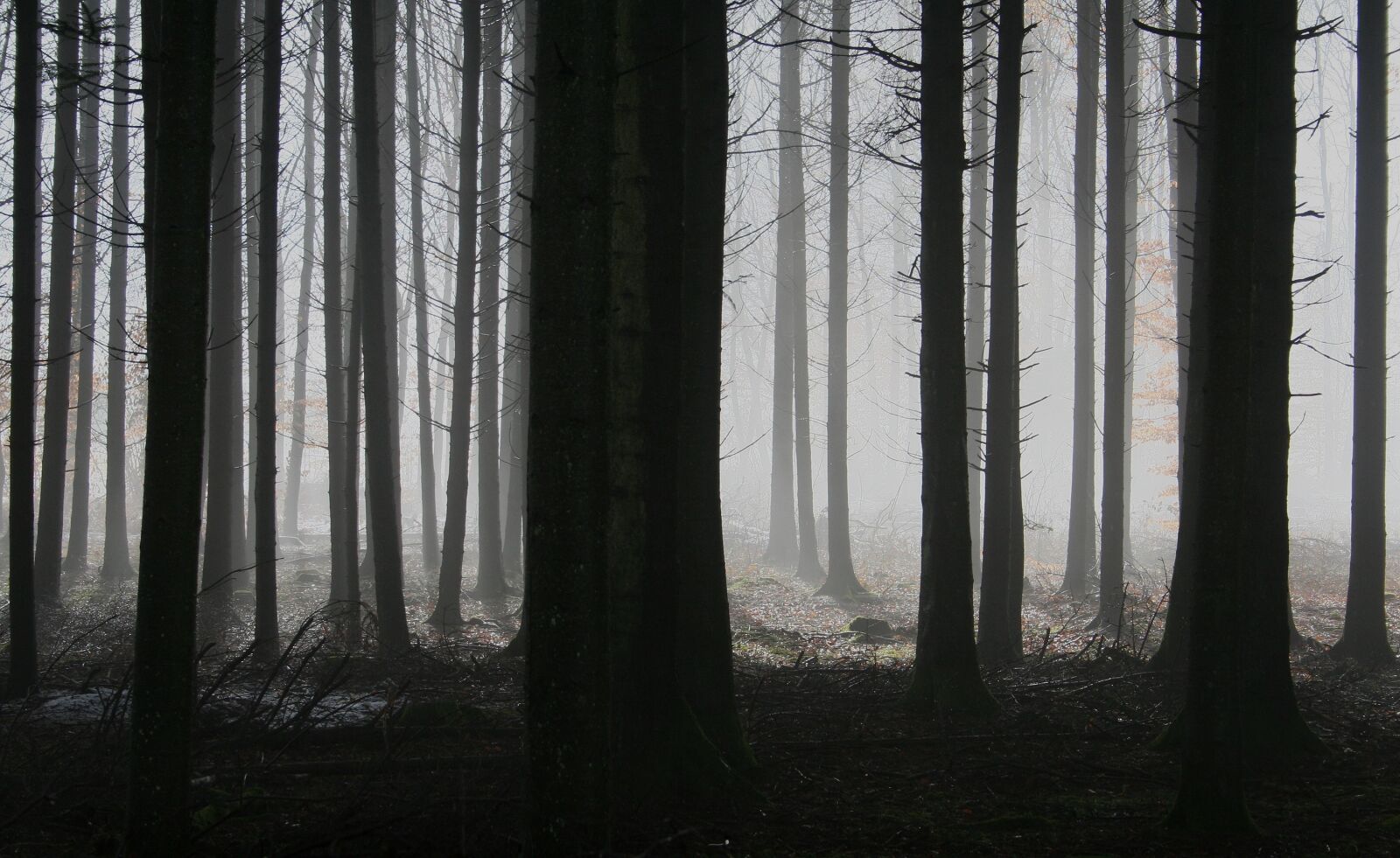 Canon EOS 350D (EOS Digital Rebel XT / EOS Kiss Digital N) sample photo. Forest, trees, fog photography