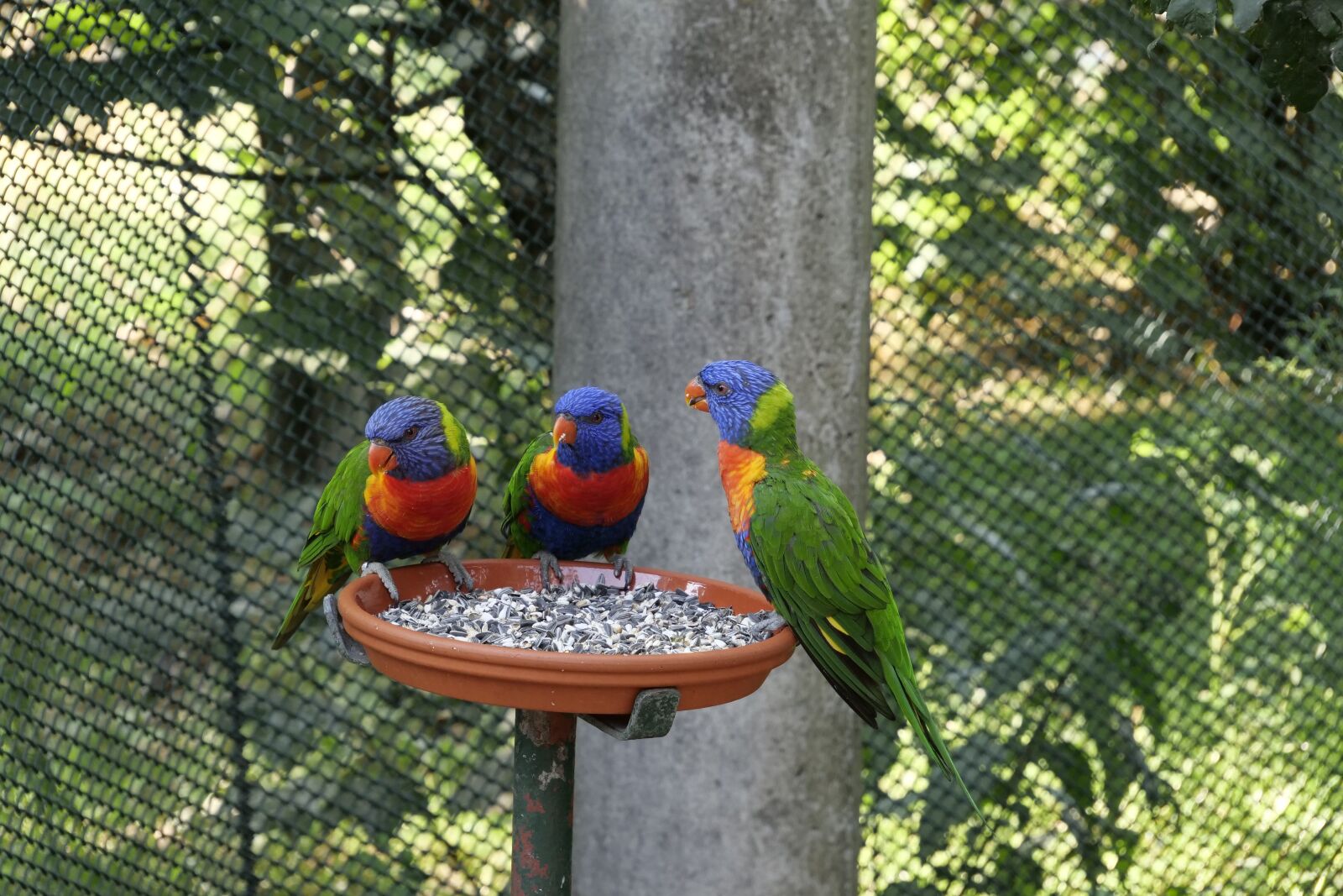 Panasonic Lumix DC-G9 sample photo. Animals, birds, parrot photography
