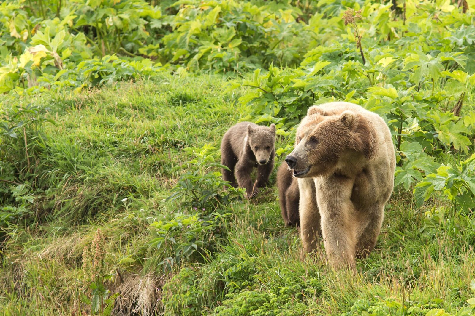 Canon EOS 6D sample photo. Wild, brown bear, sow photography