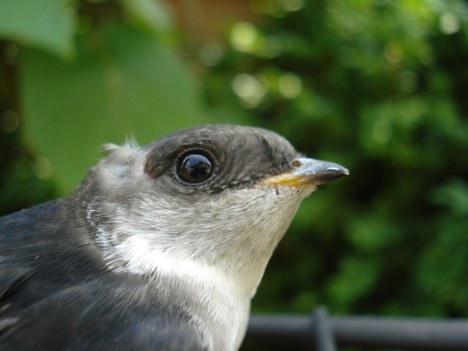 Sony DSC-W55 sample photo. Schwalbe, close up, bird photography