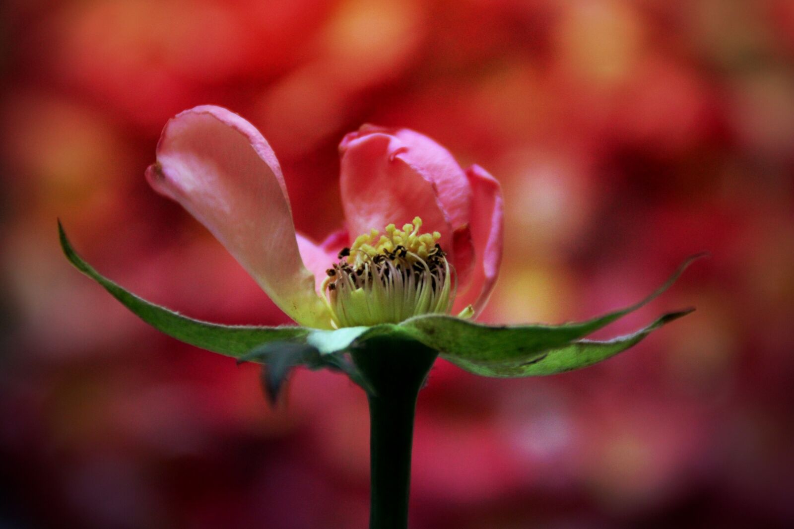 Canon EOS 2000D (EOS Rebel T7 / EOS Kiss X90 / EOS 1500D) sample photo. Rose, faded, flower photography