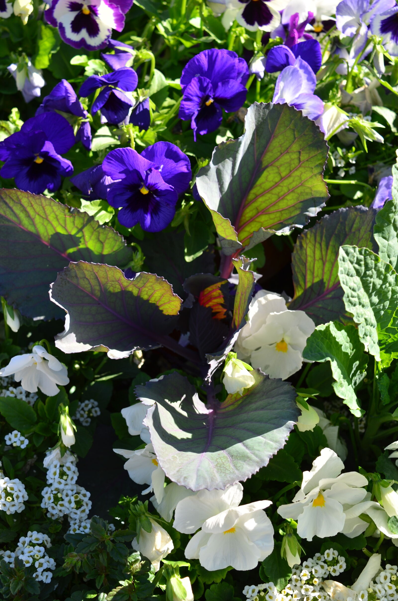 Nikon D5100 sample photo. Flowering, plant, garden, garden photography