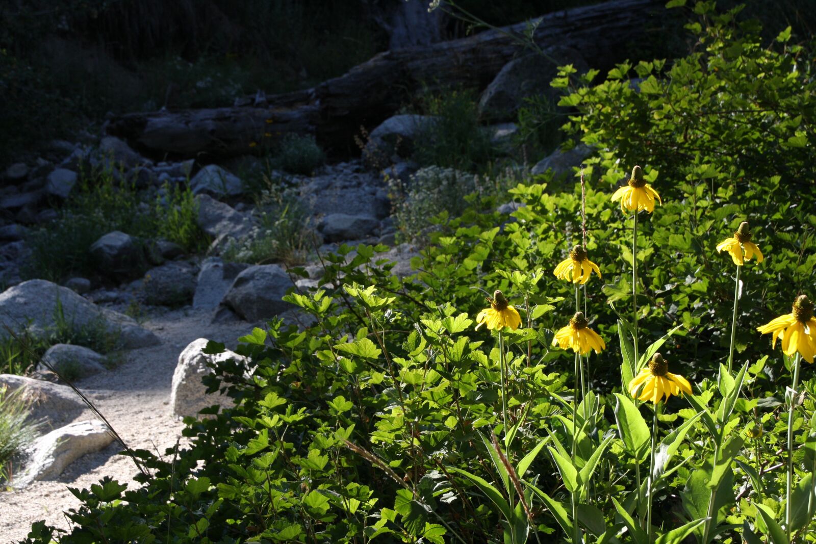 Canon EOS 40D sample photo. Riverbed, flowers, forest photography