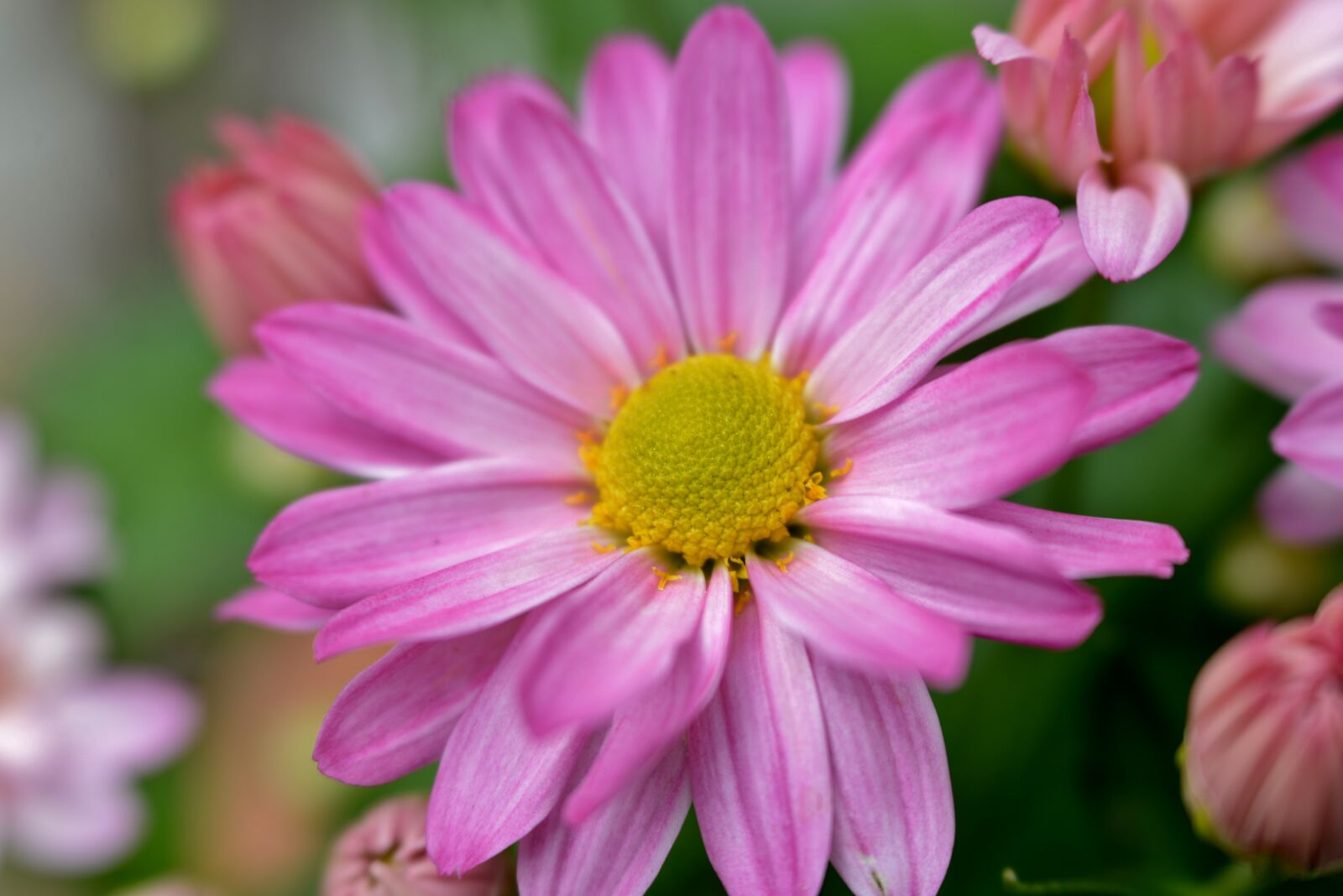 Nikon D600 sample photo. Chrysanthemum, flower, pink photography