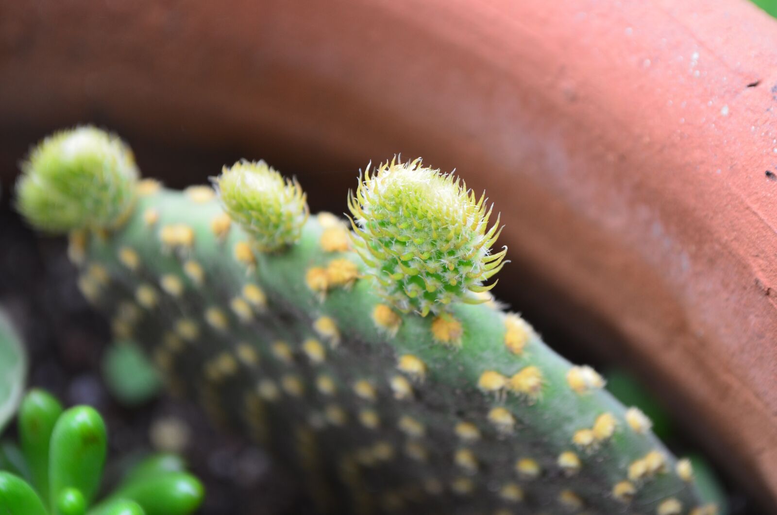 Nikon D5100 sample photo. Cactus, green, plant photography