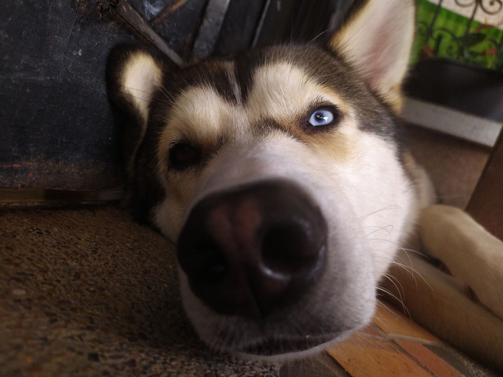 Xiaomi Redmi Note 7 sample photo. Adorable, alert, animal photography