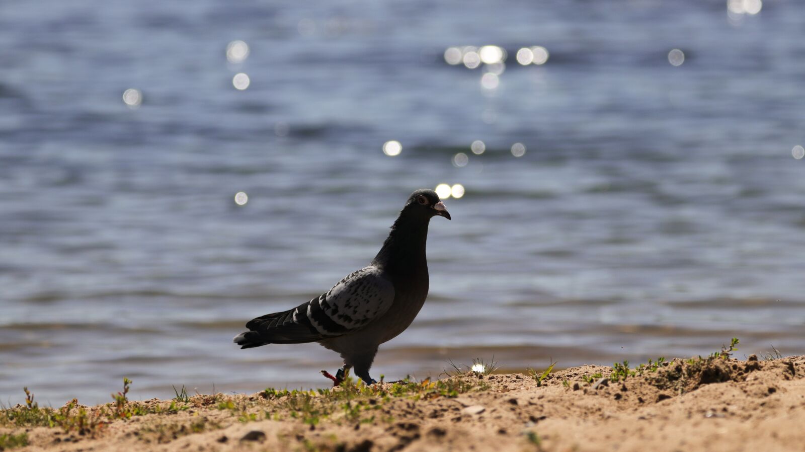 150-600mm F5-6.3 DG OS HSM | Contemporary 015 sample photo. Dove, bank, beach photography