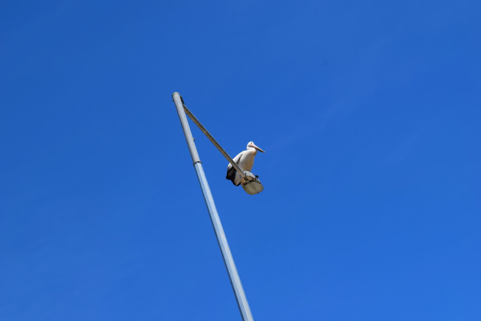 Nikon D3300 sample photo. Pelican, water bird, bird photography