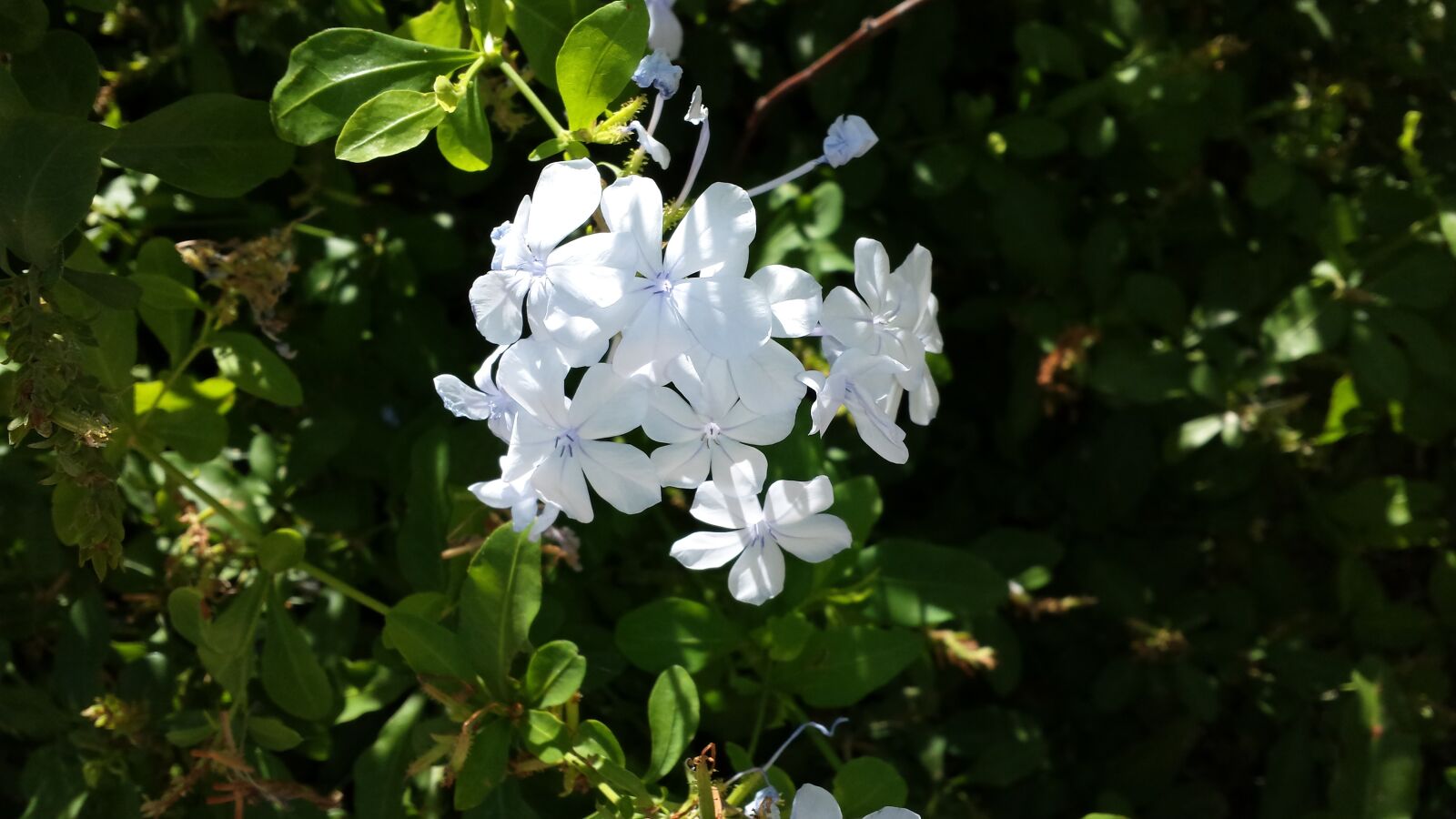 Samsung Galaxy S4 sample photo. Plumbago, garden, flower photography