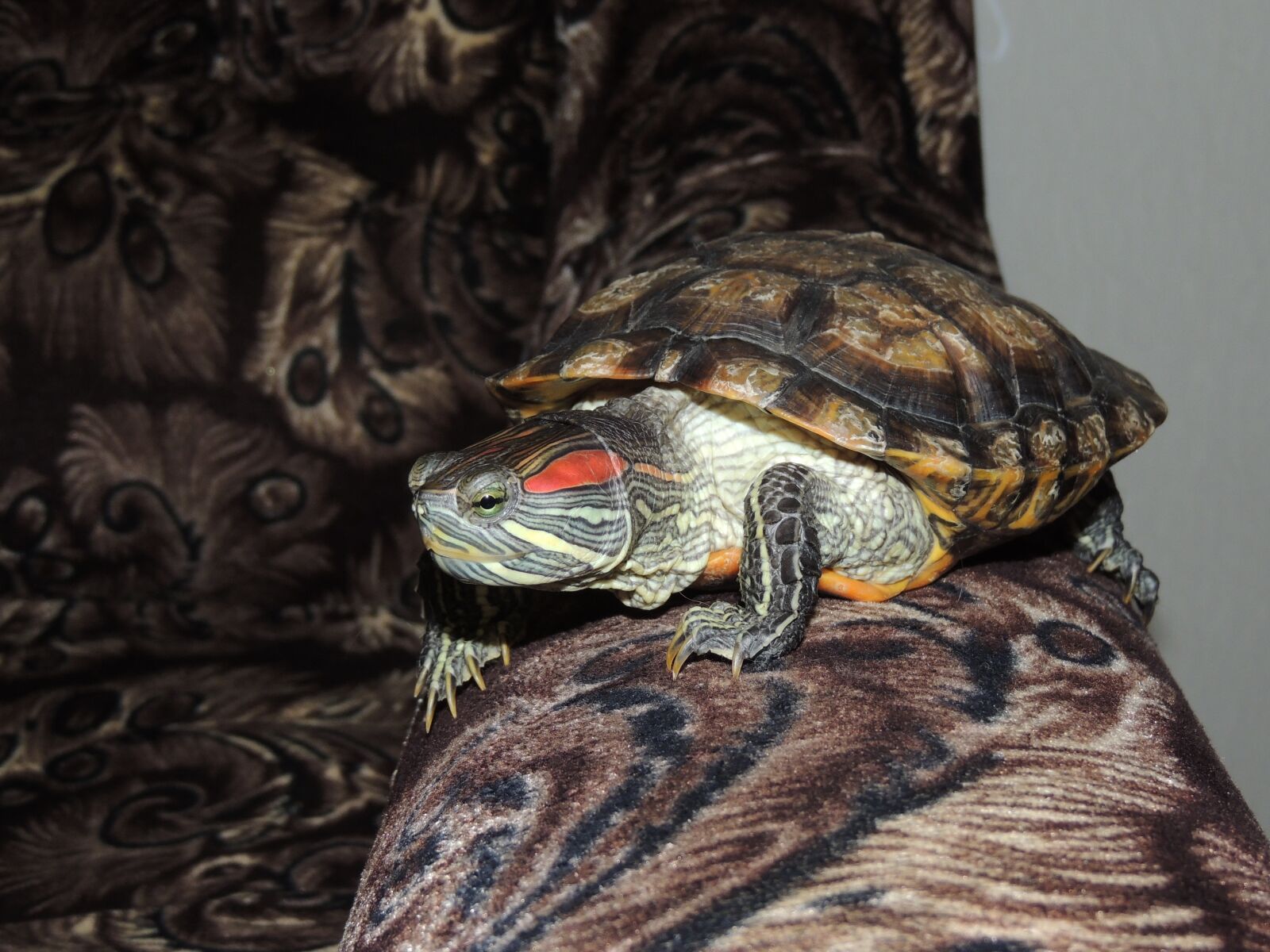 Nikon Coolpix P510 sample photo. Tortoise, pet, darling photography