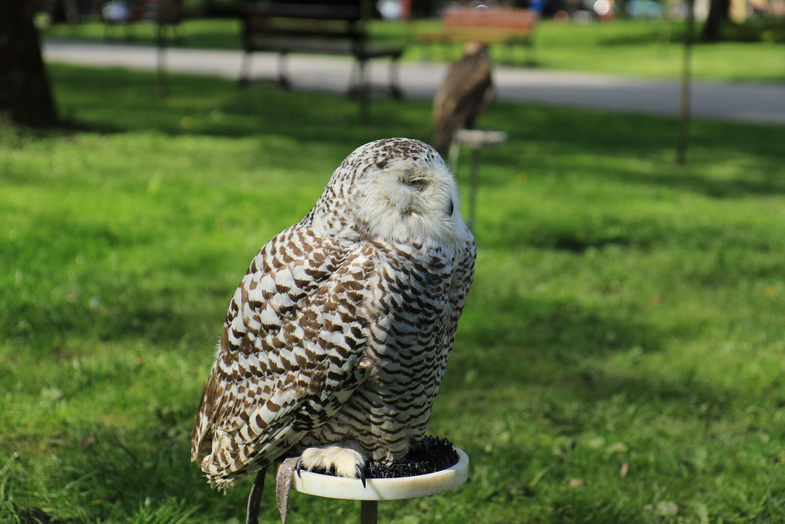 Canon EOS 7D Mark II sample photo. Sowa, bird, predator photography