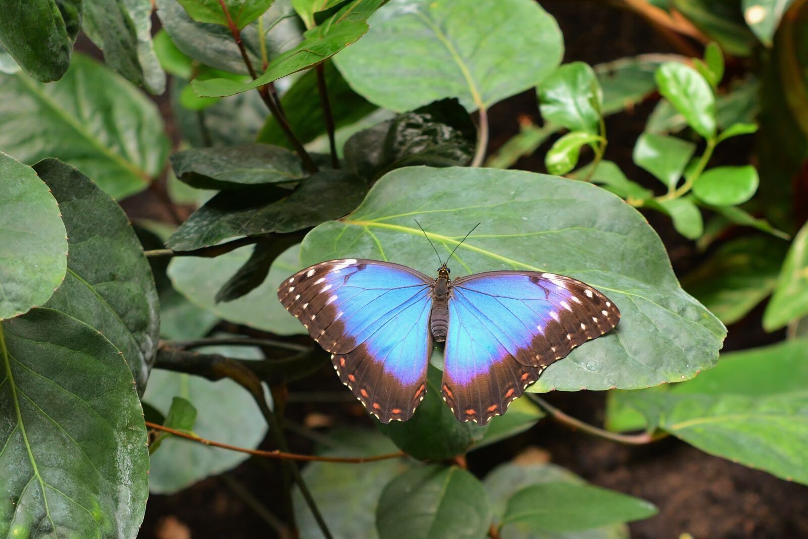 Nikon D5200 sample photo. Butterfly, sky butterfly, nature photography
