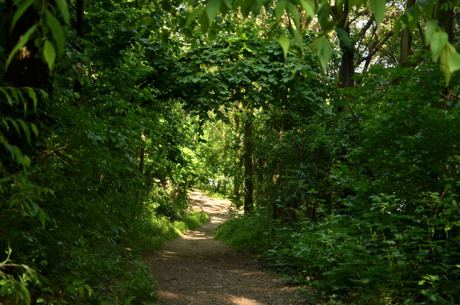 Nikon D7000 sample photo. Nature, tree, leaf photography