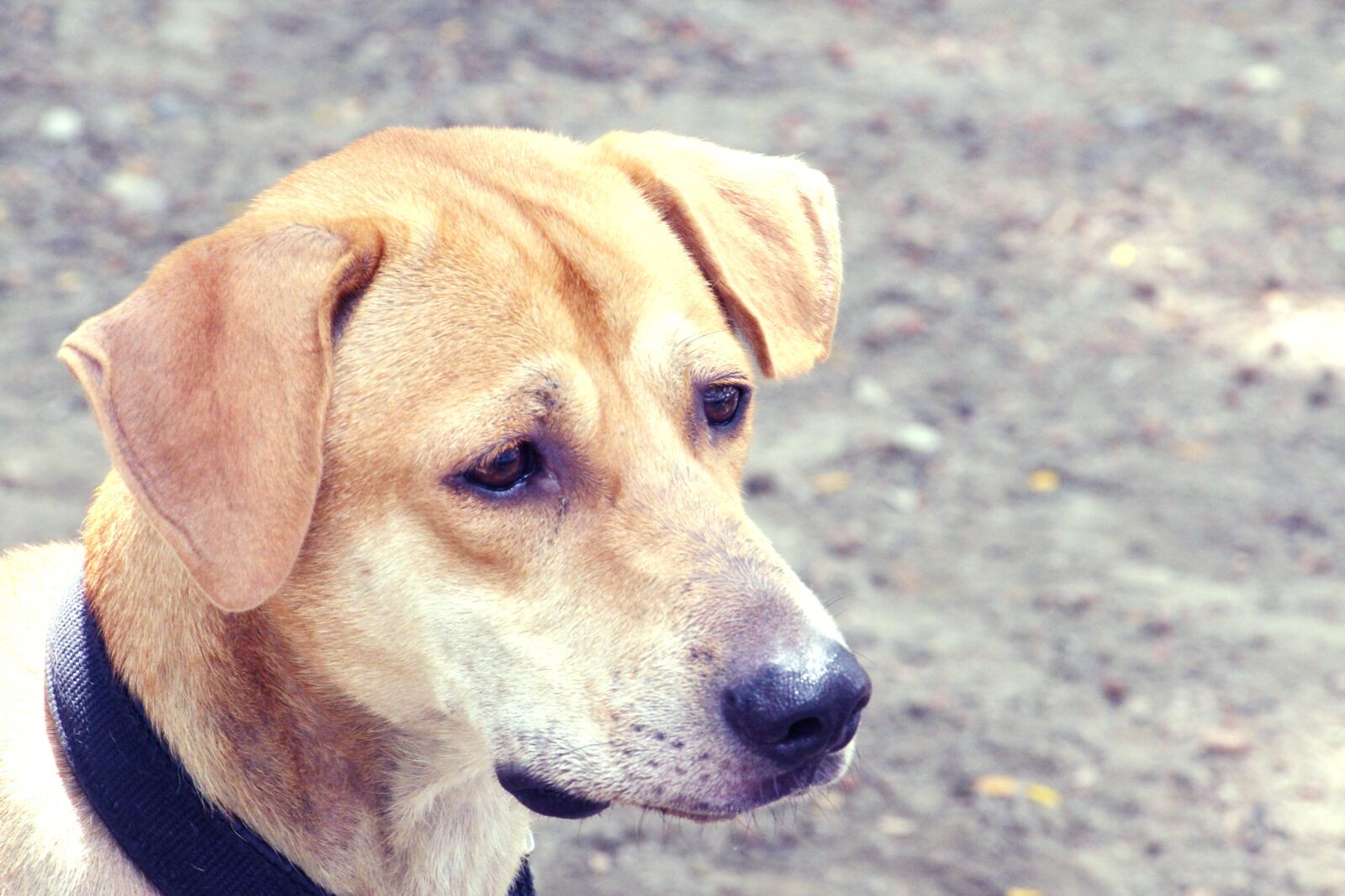 Canon EOS 700D (EOS Rebel T5i / EOS Kiss X7i) sample photo. Dog, animal, cute photography