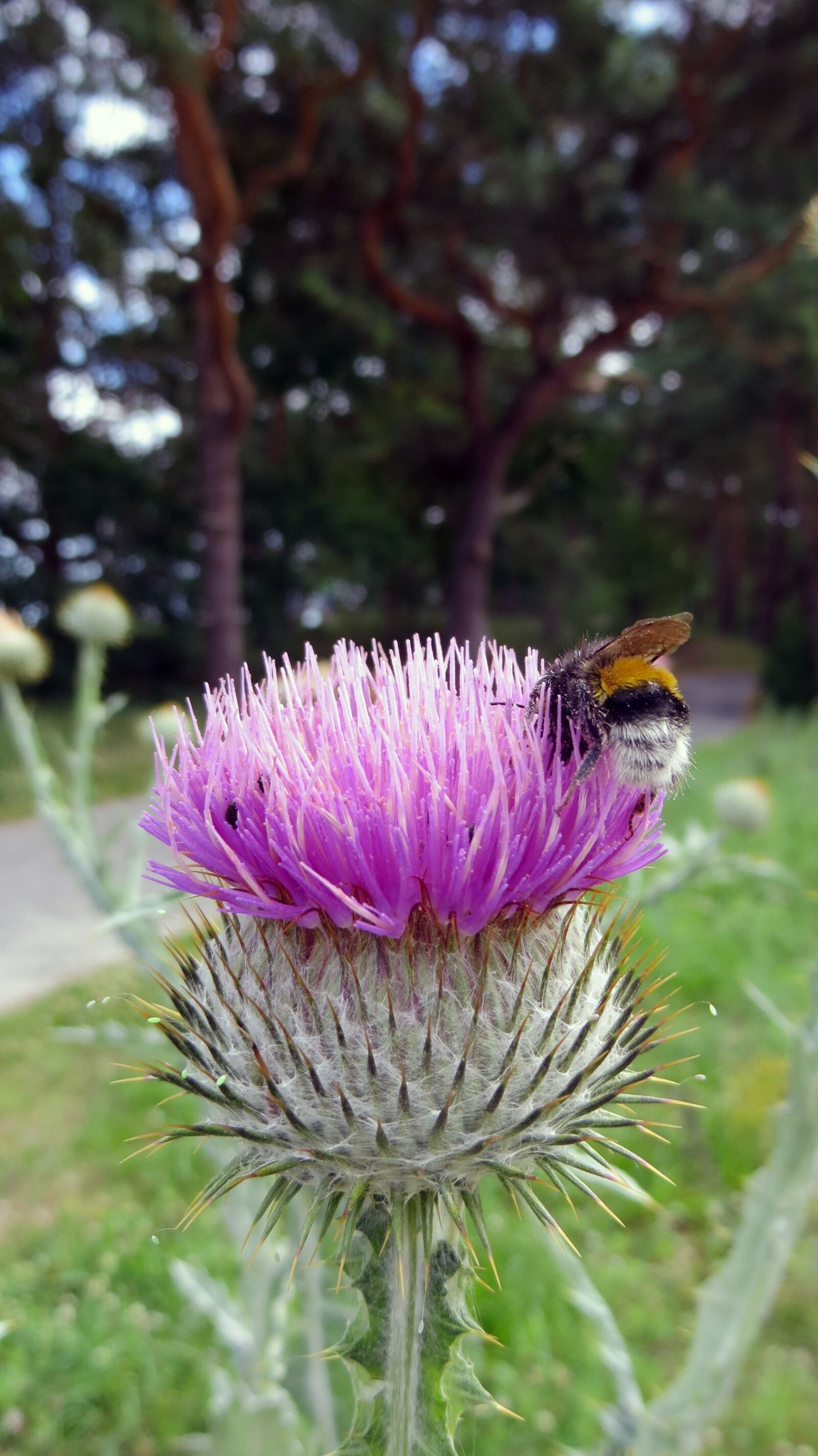 Canon PowerShot SX240 HS sample photo. Thistle, plant, flower photography