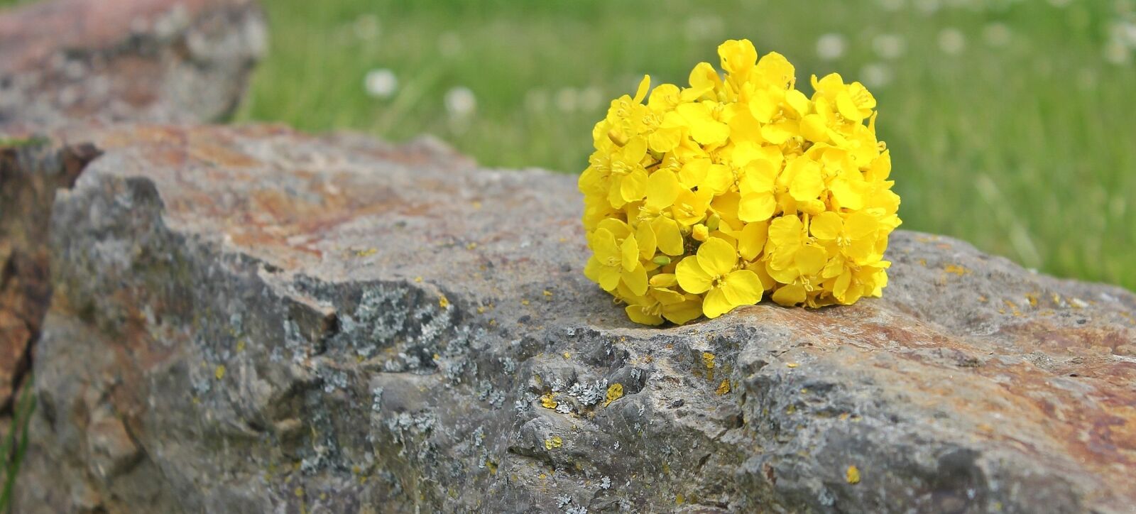 Canon EOS 550D (EOS Rebel T2i / EOS Kiss X4) sample photo. Oilseed rape, stone, nature photography