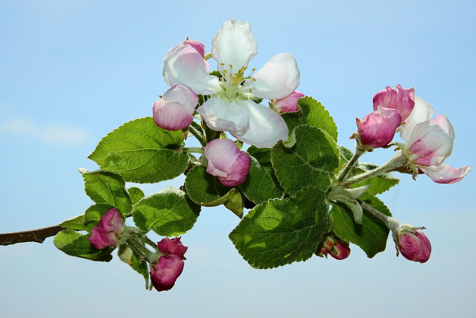 Nikon Coolpix P900 sample photo. Sprig, flowers, the petals photography