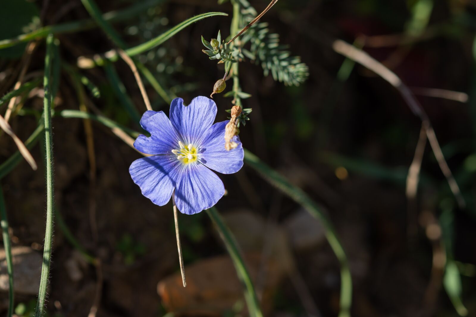 Nikon D7200 sample photo. Blue flower, buttercup, lilac photography