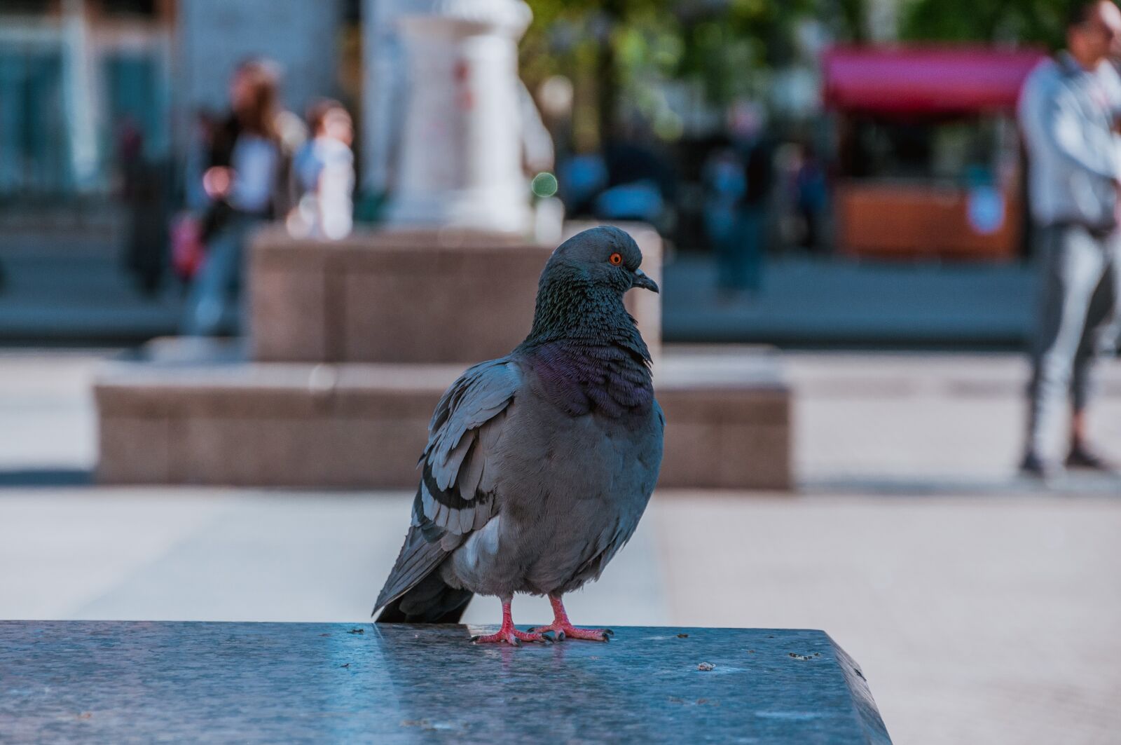Nikon D90 sample photo. Pigeon, city, dove photography