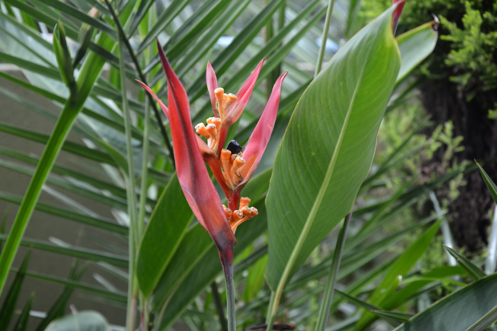 Nikon D7100 sample photo. Plant, green, nature photography