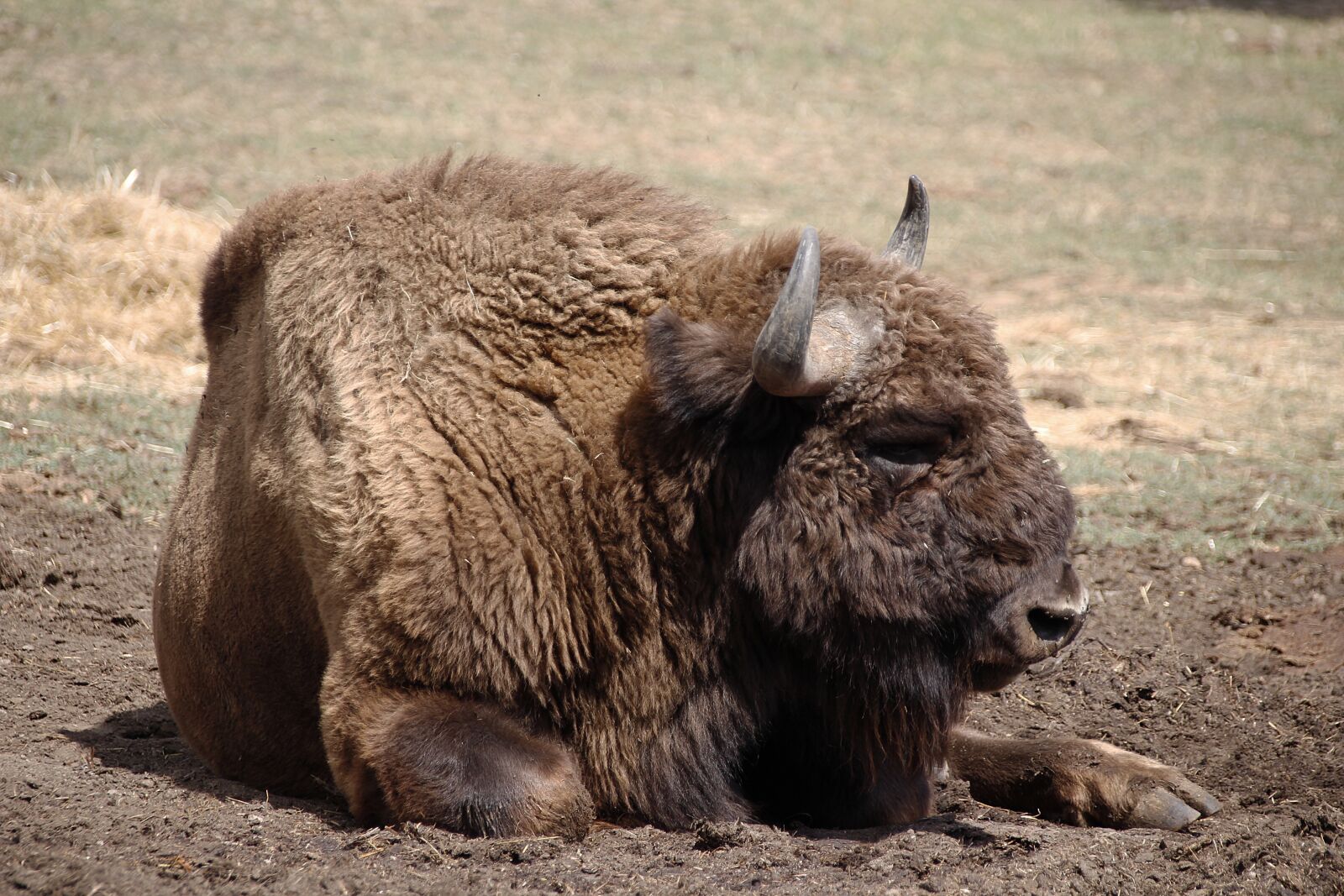 Canon EOS 700D (EOS Rebel T5i / EOS Kiss X7i) sample photo. Bison, animal, horns photography