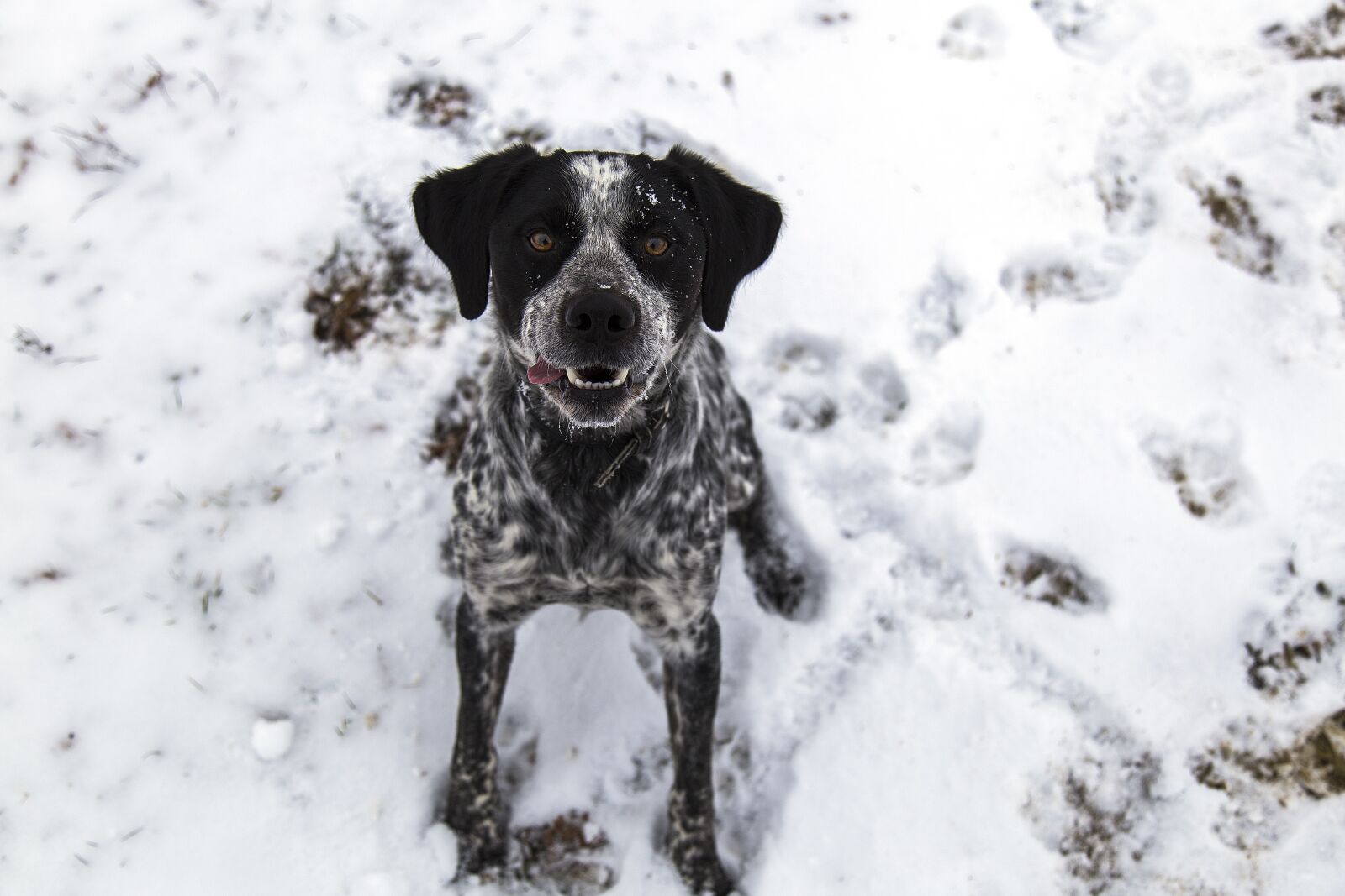 Canon EOS 6D + Canon EF 24-105mm F4L IS USM sample photo. Dog, snow, footsteps photography