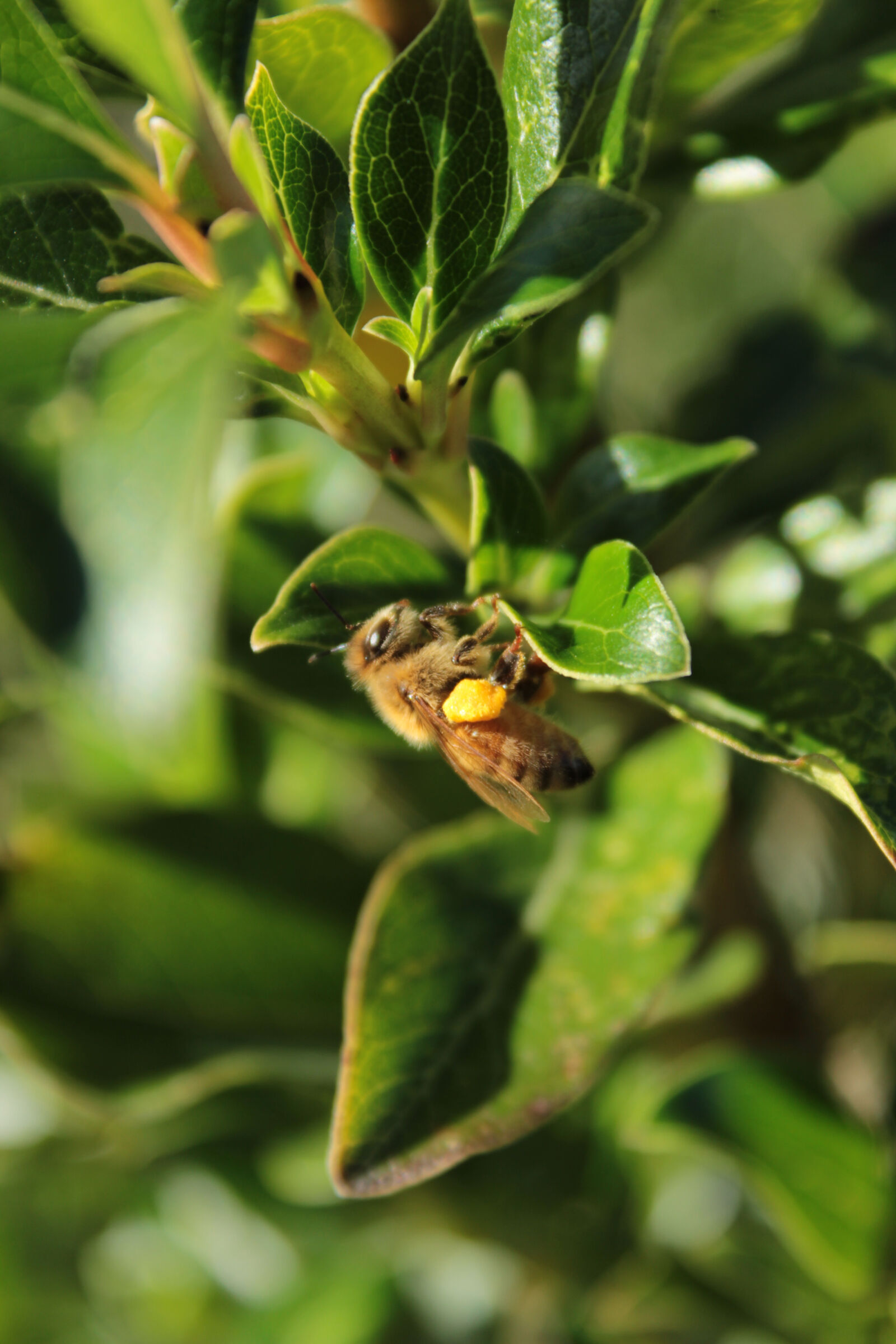 Canon EOS 600D (Rebel EOS T3i / EOS Kiss X5) sample photo. Animal, animal, photography, bee photography