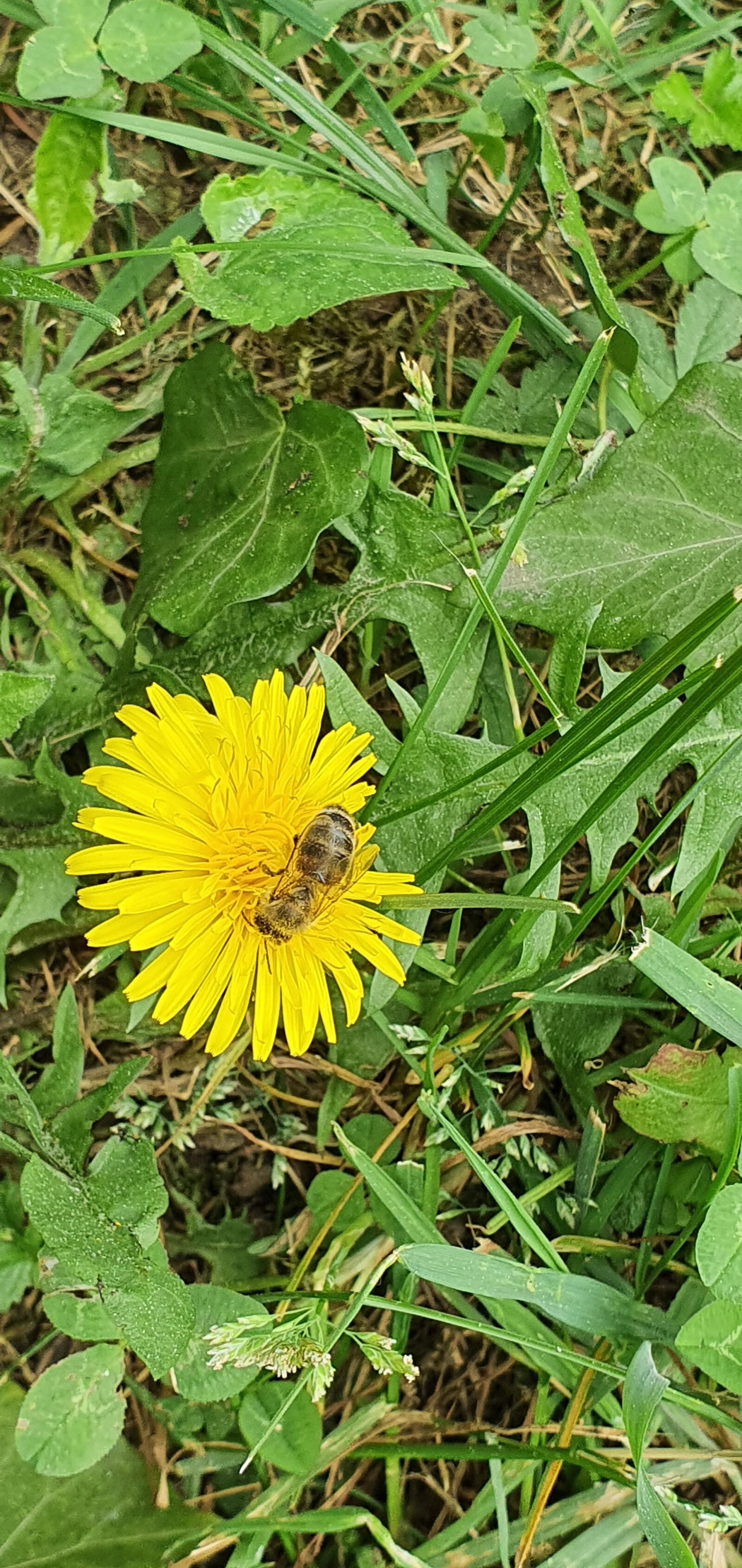 Samsung Galaxy S10 sample photo. Bee, dandelion, flower photography